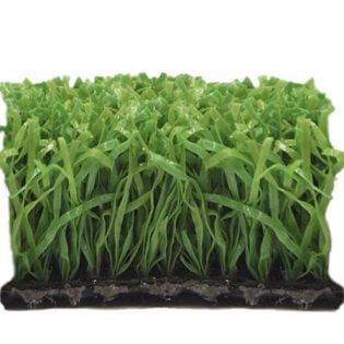 ProTurf Club