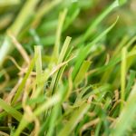 Gazon synthétique Essence 20 mm, fibre deux tons de vert